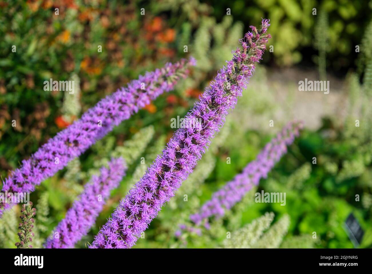 Flower spikes of Liatris pycnostachya (Prairie Blazing Star) in UK garden in September Stock Photo