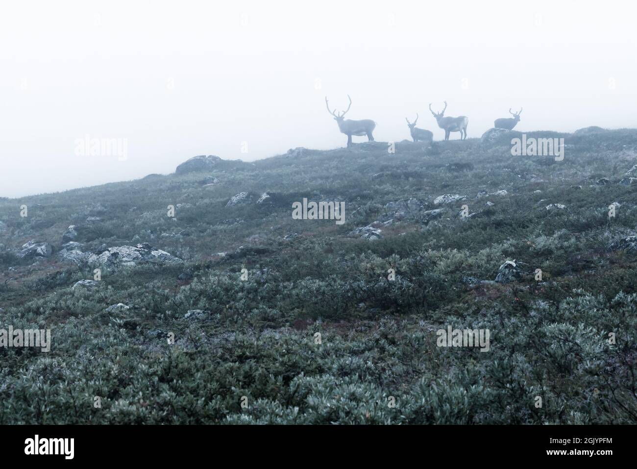 Silhouettes of four reindeers on distatnt horizon on a very misty day in arctic wilderness. Sarek National Park, Sweden. Stock Photo