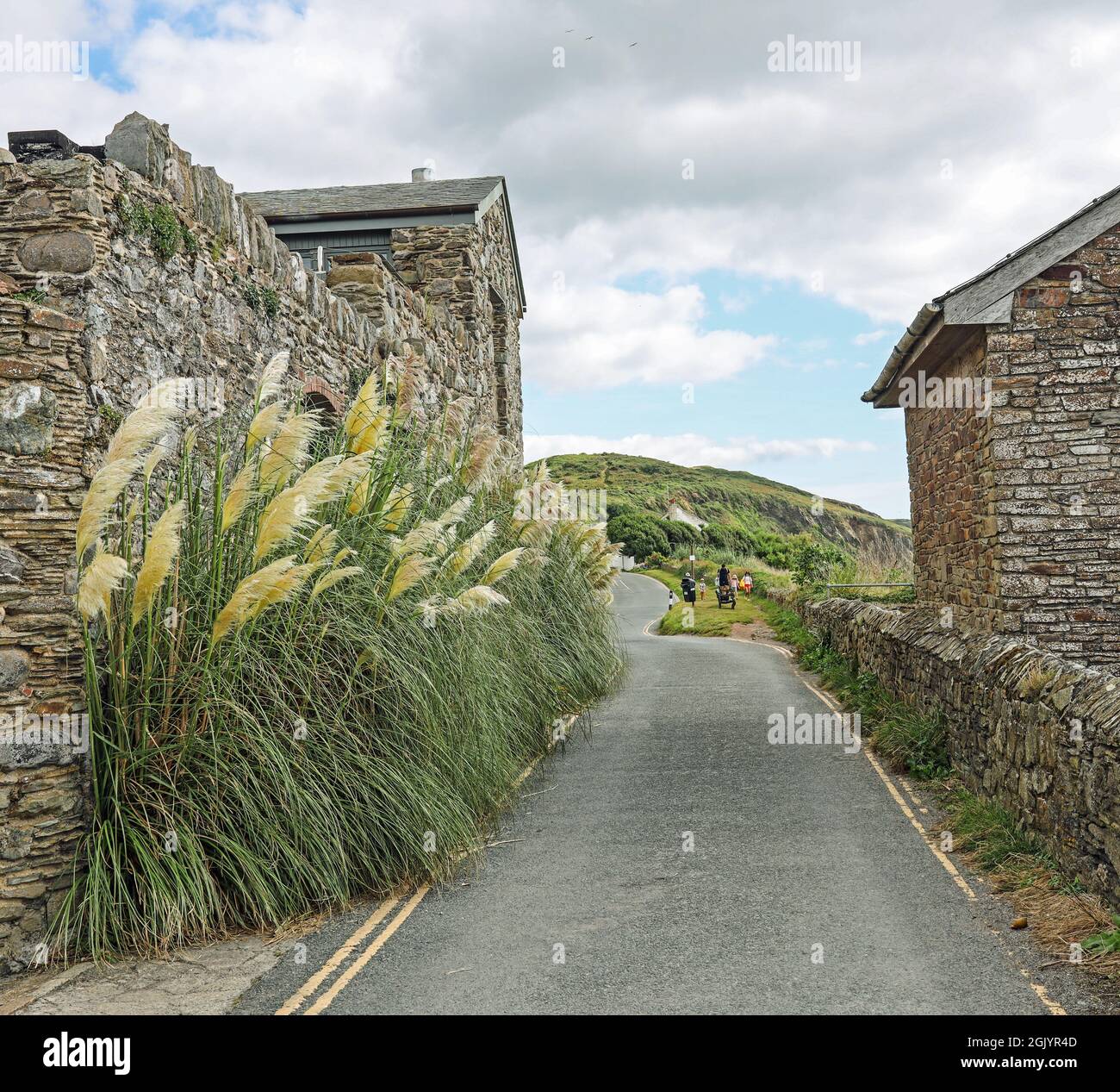Pampas Grasses beside Donkey Lane, Portwrinkle on the Rame Peninsula in Cornwall. Stock Photo