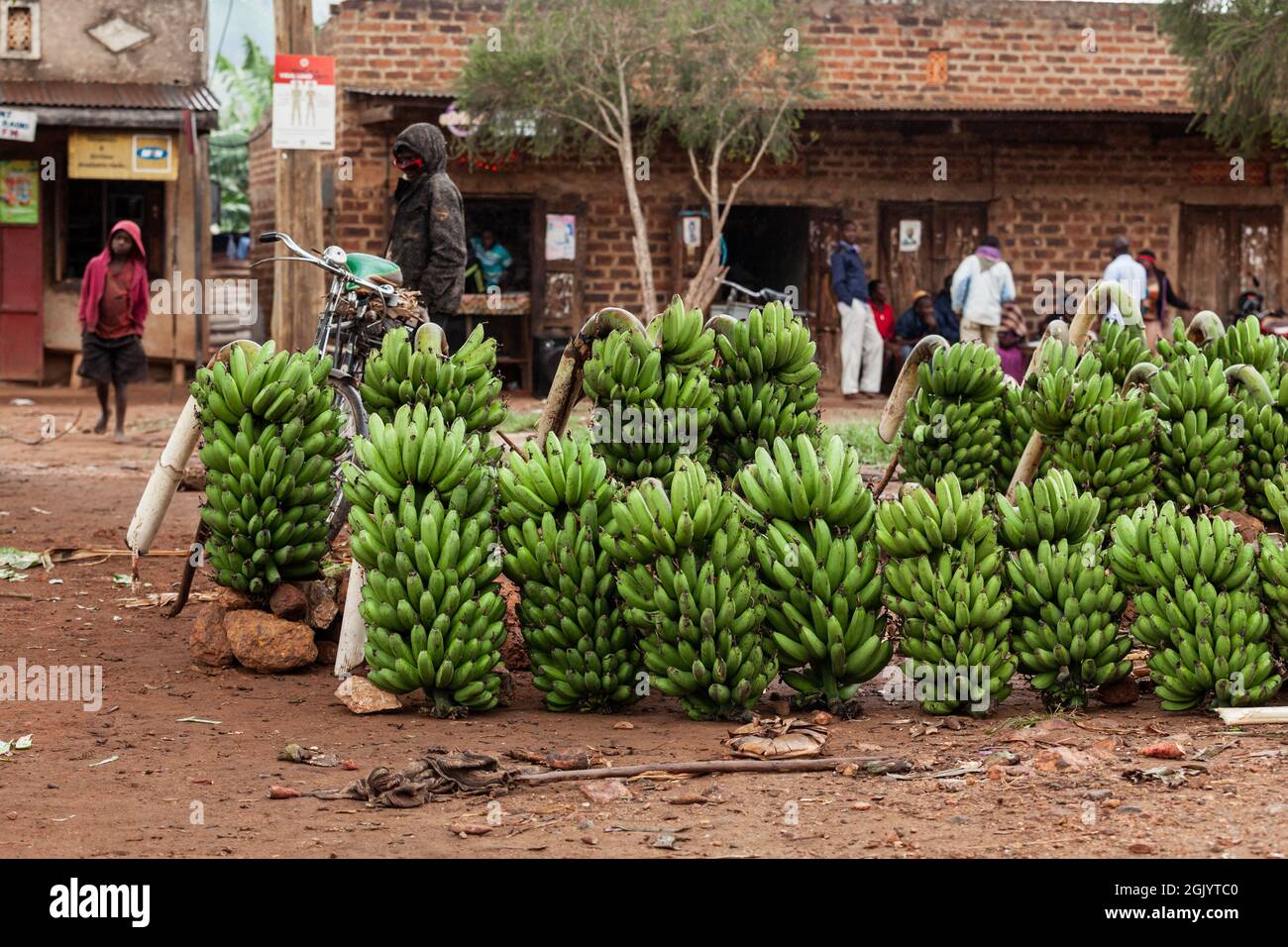 A lot of Matooke banana banches at a local market in Uganda Stock Photo