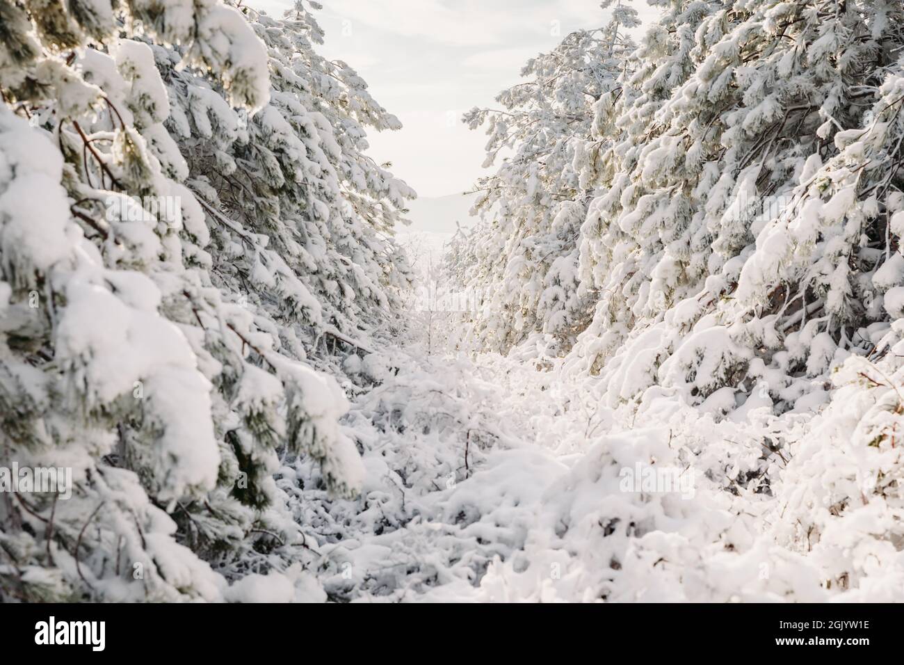 Pine trees in february hi-res stock photography and images - Alamy