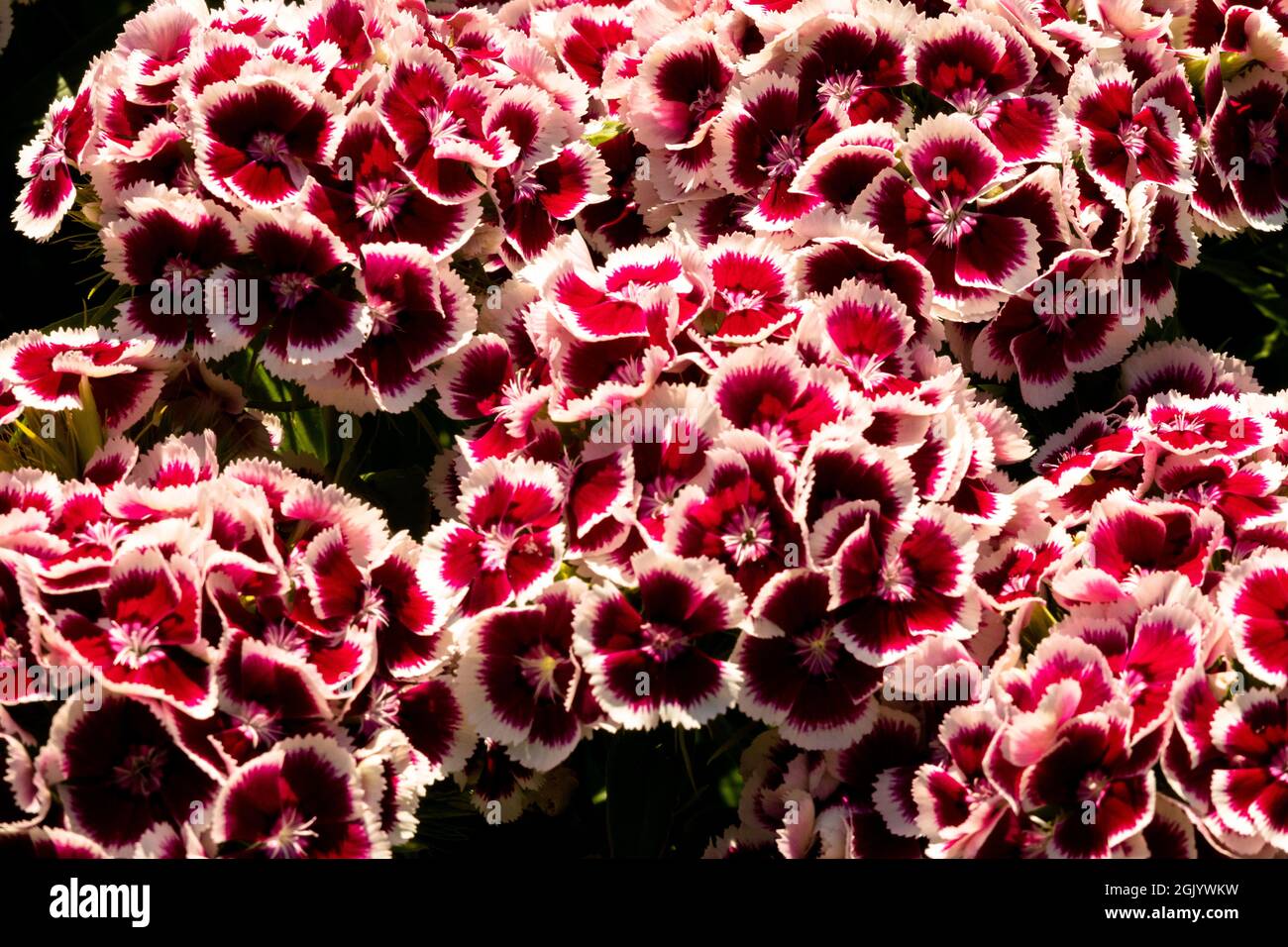 Red White Dianthus barbatus Dianthus Sweet William Stock Photo