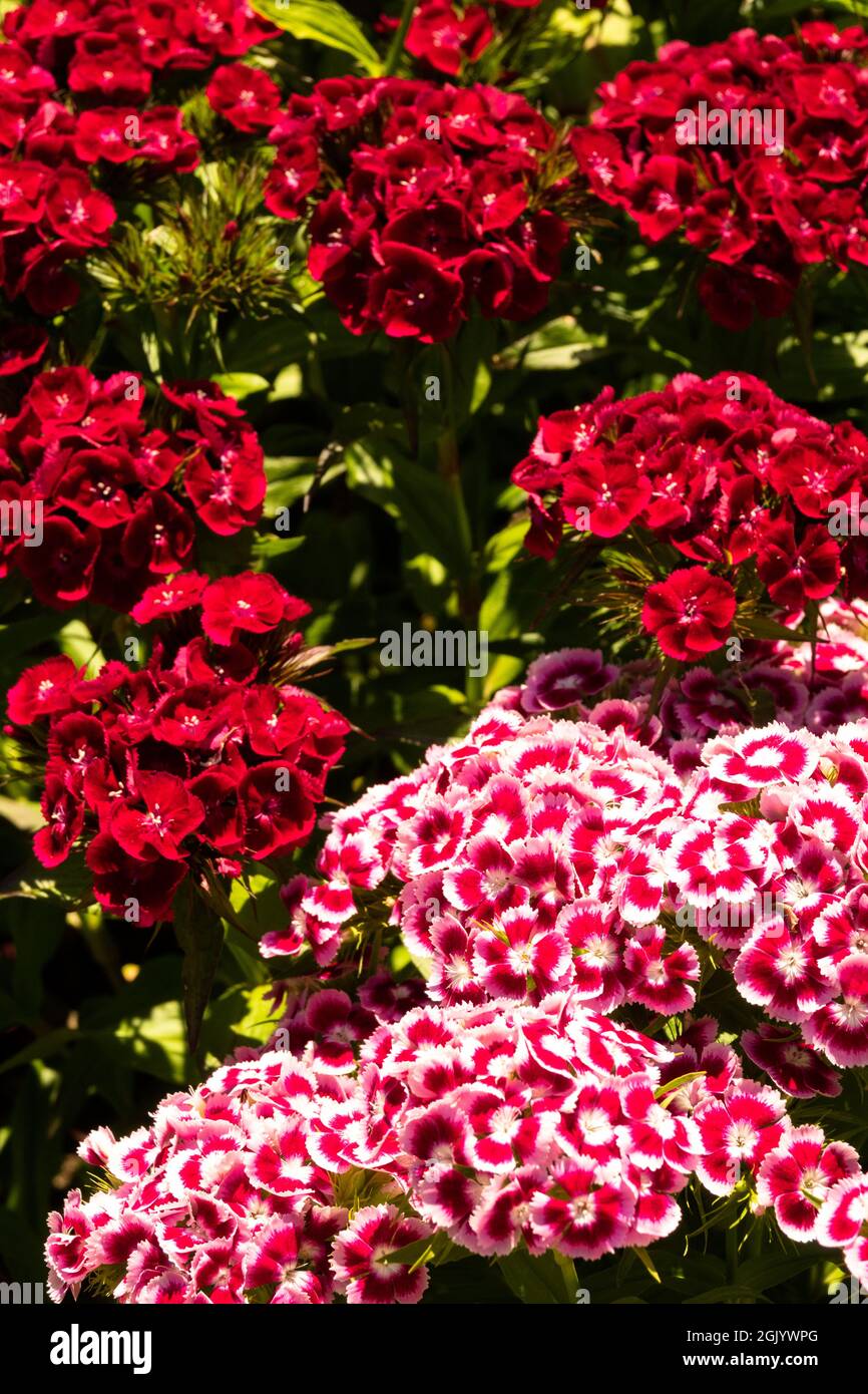 Red pink Dianthus barbatus Dianthus Sweet William colorful mixed flowers Stock Photo