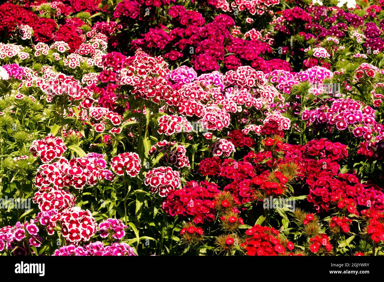 Colorful flower bed Dianthus Sweet William Stock Photo