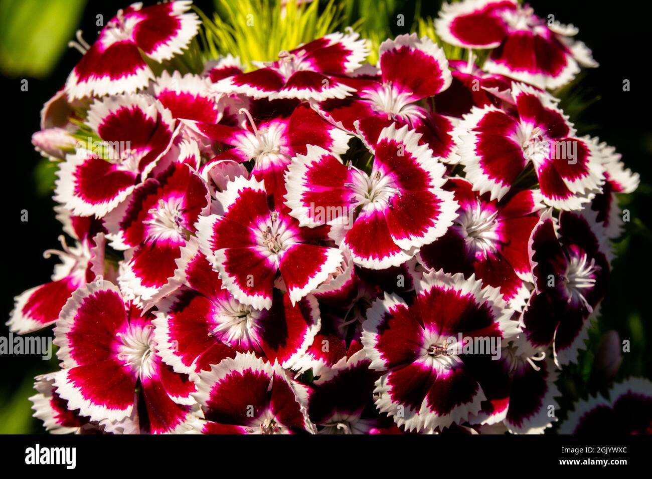 White red flowers Dianthus Sweet William flower Stock Photo
