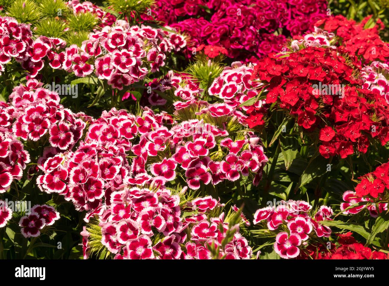 Colorful summer flowers Dianthus Sweet William red Barbatus Stock Photo