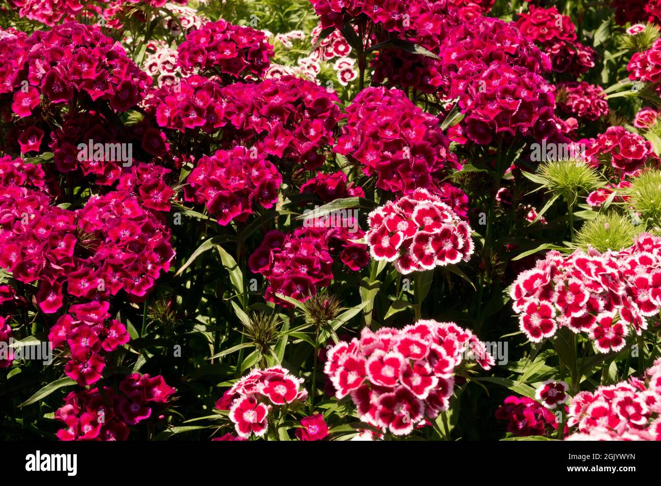 Dianthus barbatus sweet mixed Dianthus Sweet William Stock Photo