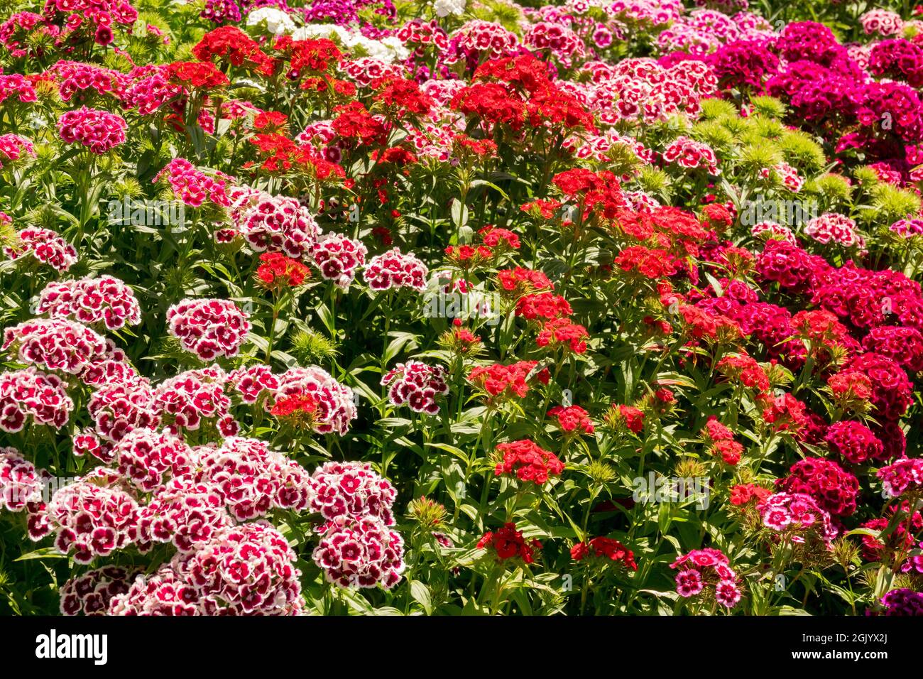 Colourful flower bed Dianthus 'Sweet William', summer bedding colourful flowers Stock Photo
