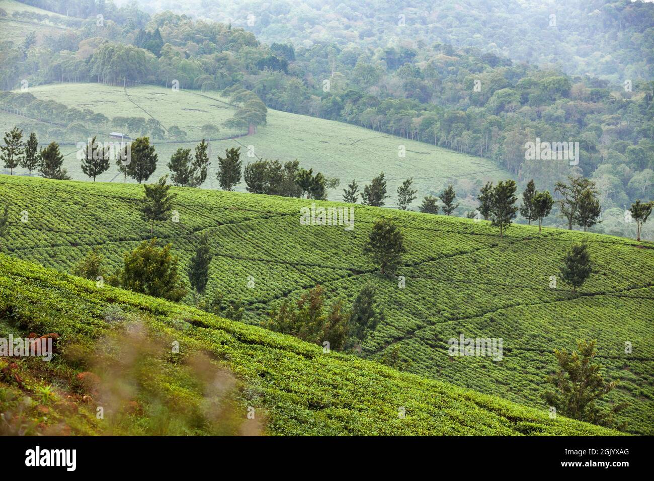 Scenic green tea plantation and forested hills in Uganda Stock Photo
