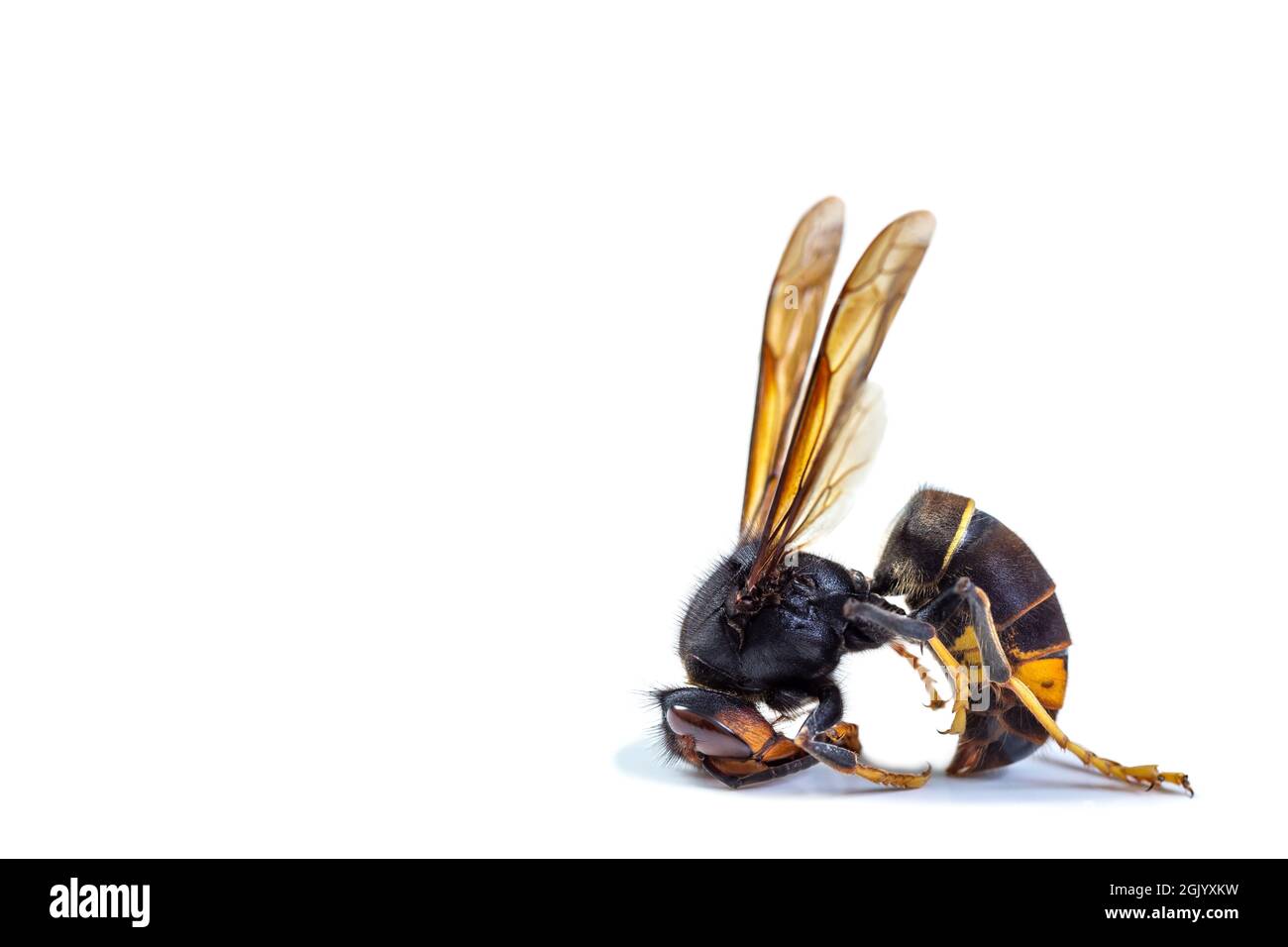 Dead asian hornet. Concept of danger in nature. Stock Photo