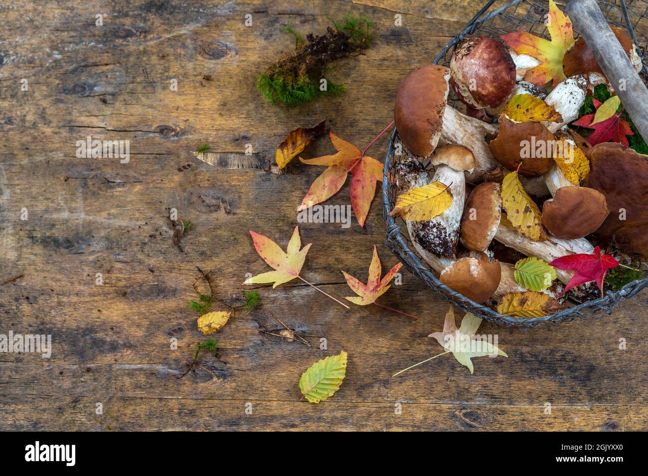 Wild mushrooms: cepes freshly picked on old wooden board Stock Photo