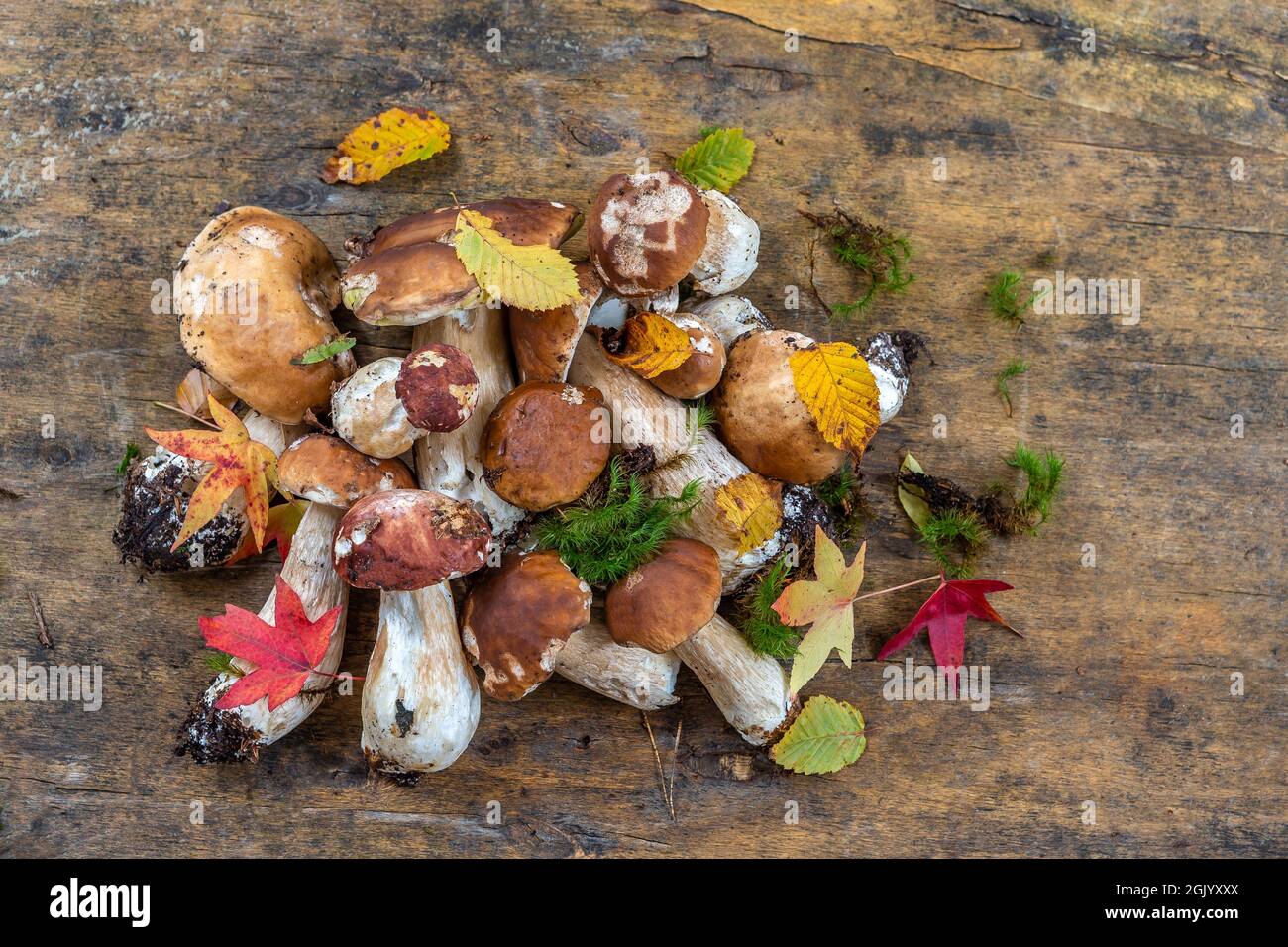 Wild mushrooms: cepes freshly picked on old wooden board Stock Photo