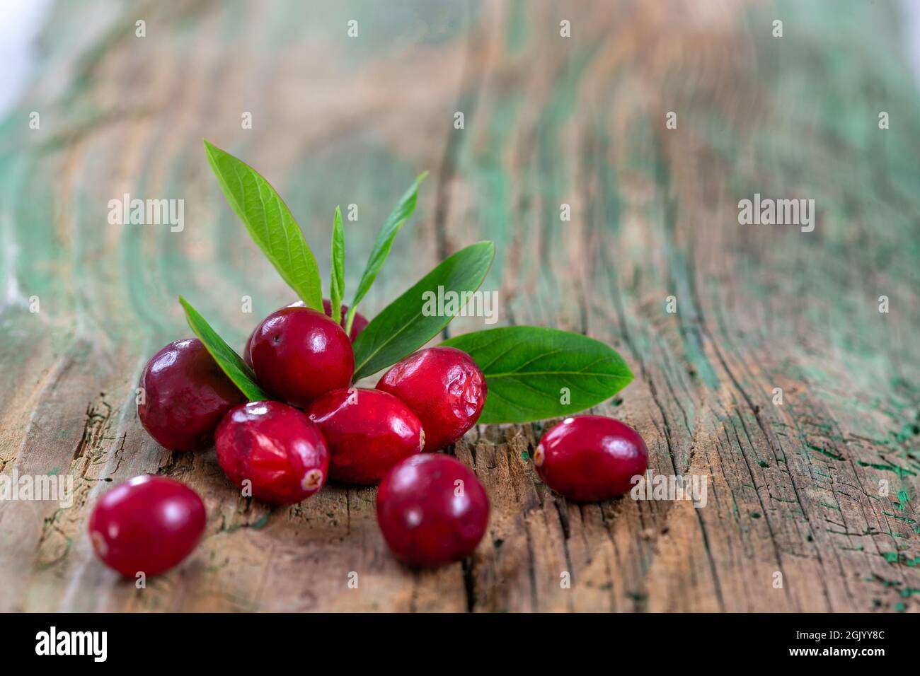 Fresh cranberries fruits ion burlap Background and daylight Stock Photo