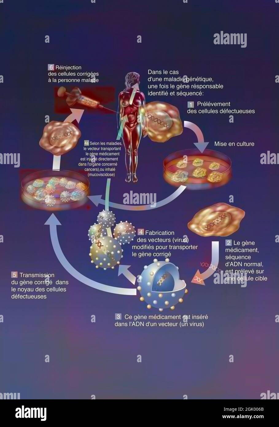 Principle of ex vivo and in vivo gene therapy Stock Photo - Alamy