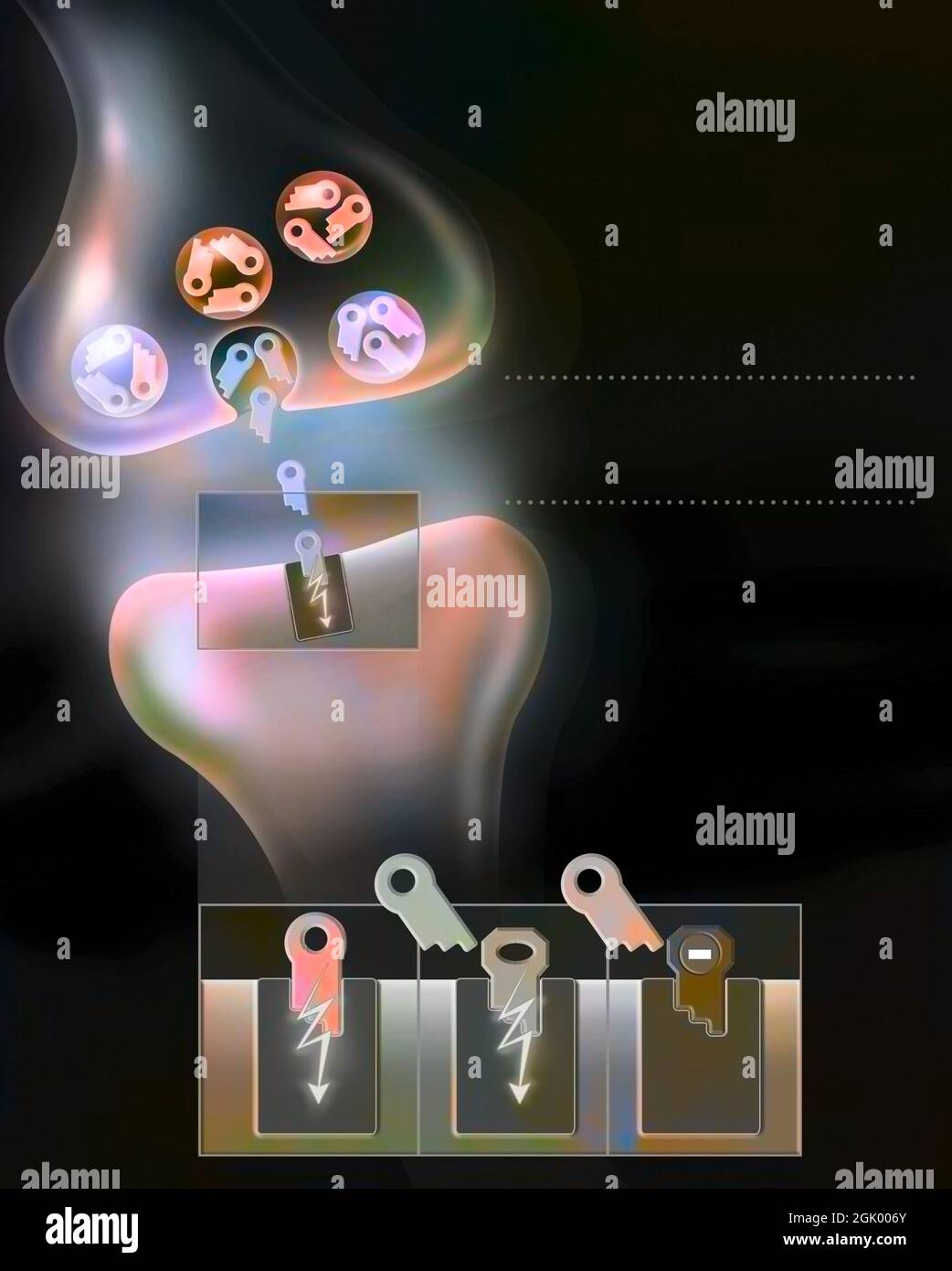 Synaptic cleft: transmission of nerve impulses through a neurotransmitter. Stock Photo