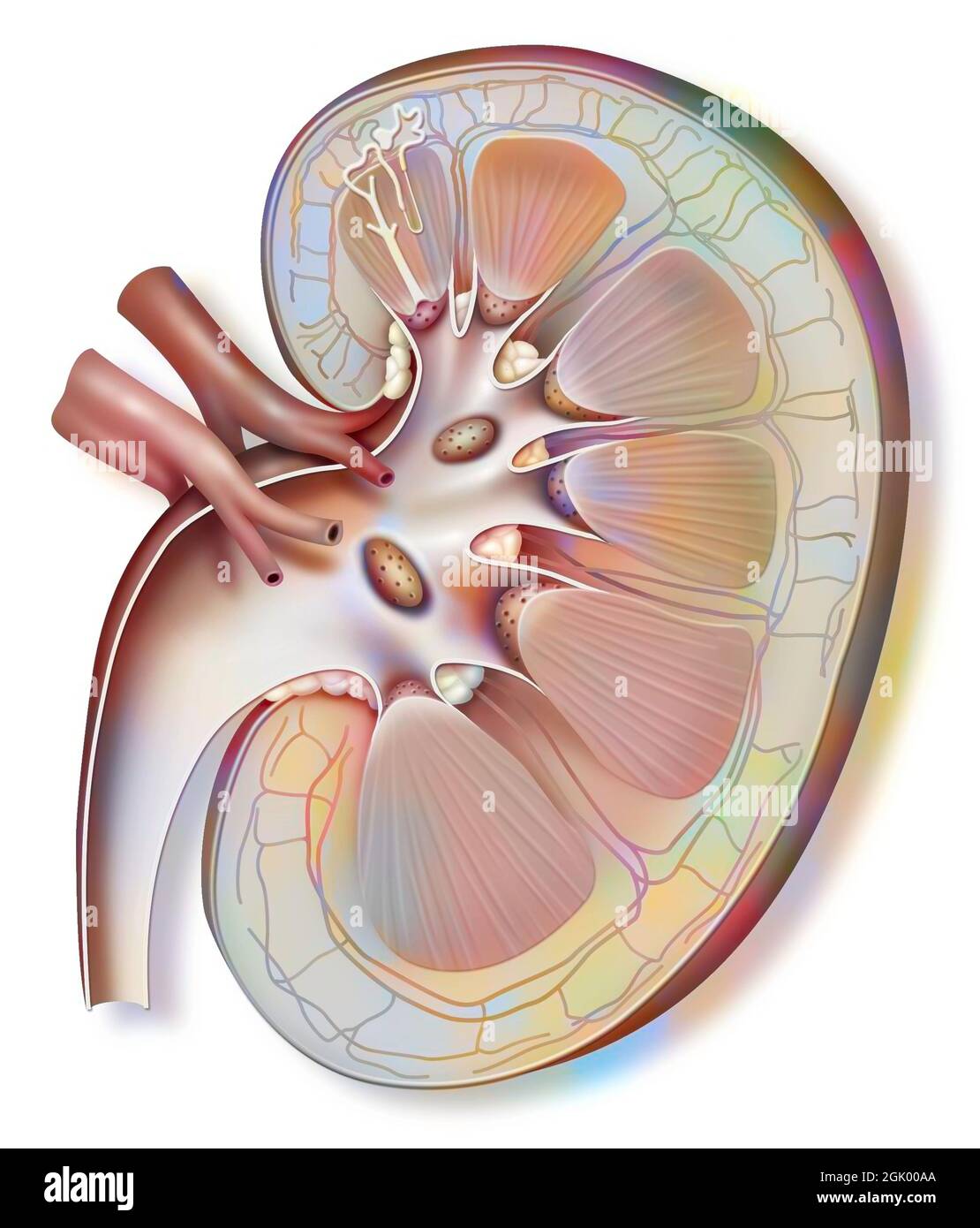 Kidney and left ureter with a nephron in enlarged size Stock Photo Alamy