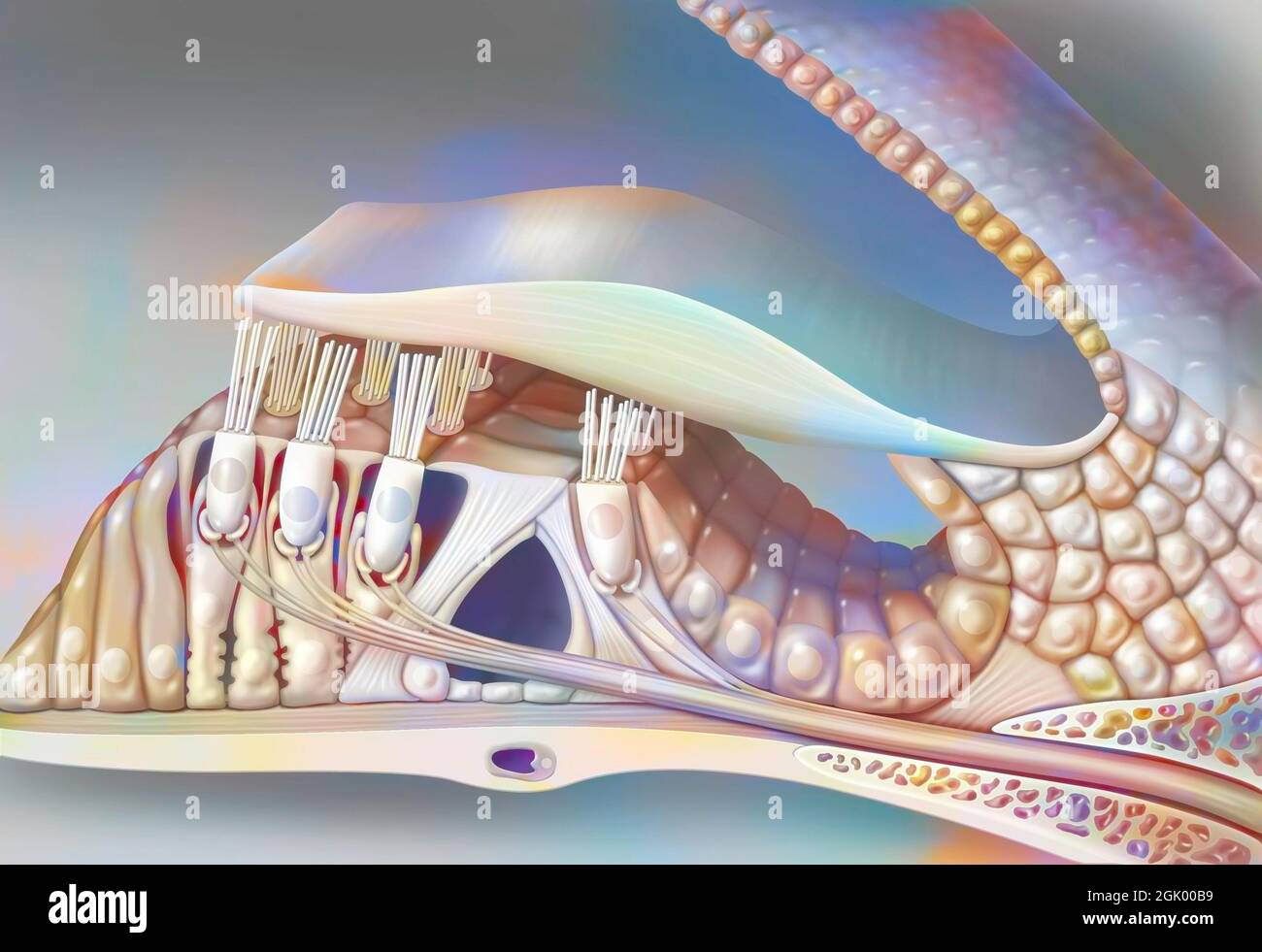 Inner ear: the organ of Corti with the vestibular, tympanic ramp. . Stock Photo