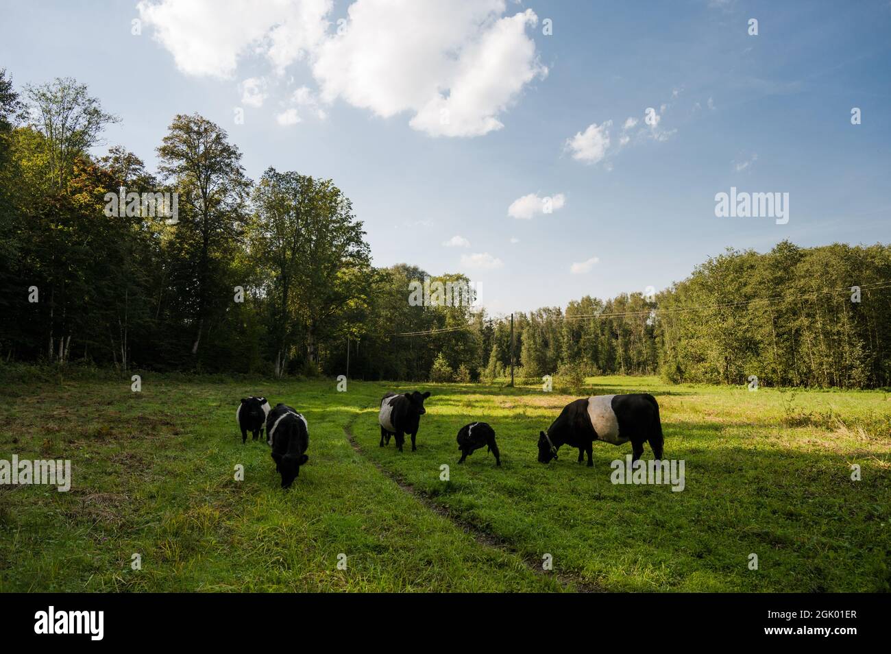 Herd of cows with calves grazing on a green meadow. Galloway cattle ...