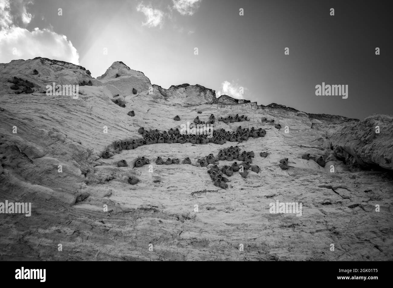 Cliff swallow nest Black and White Stock Photos & Images Alamy