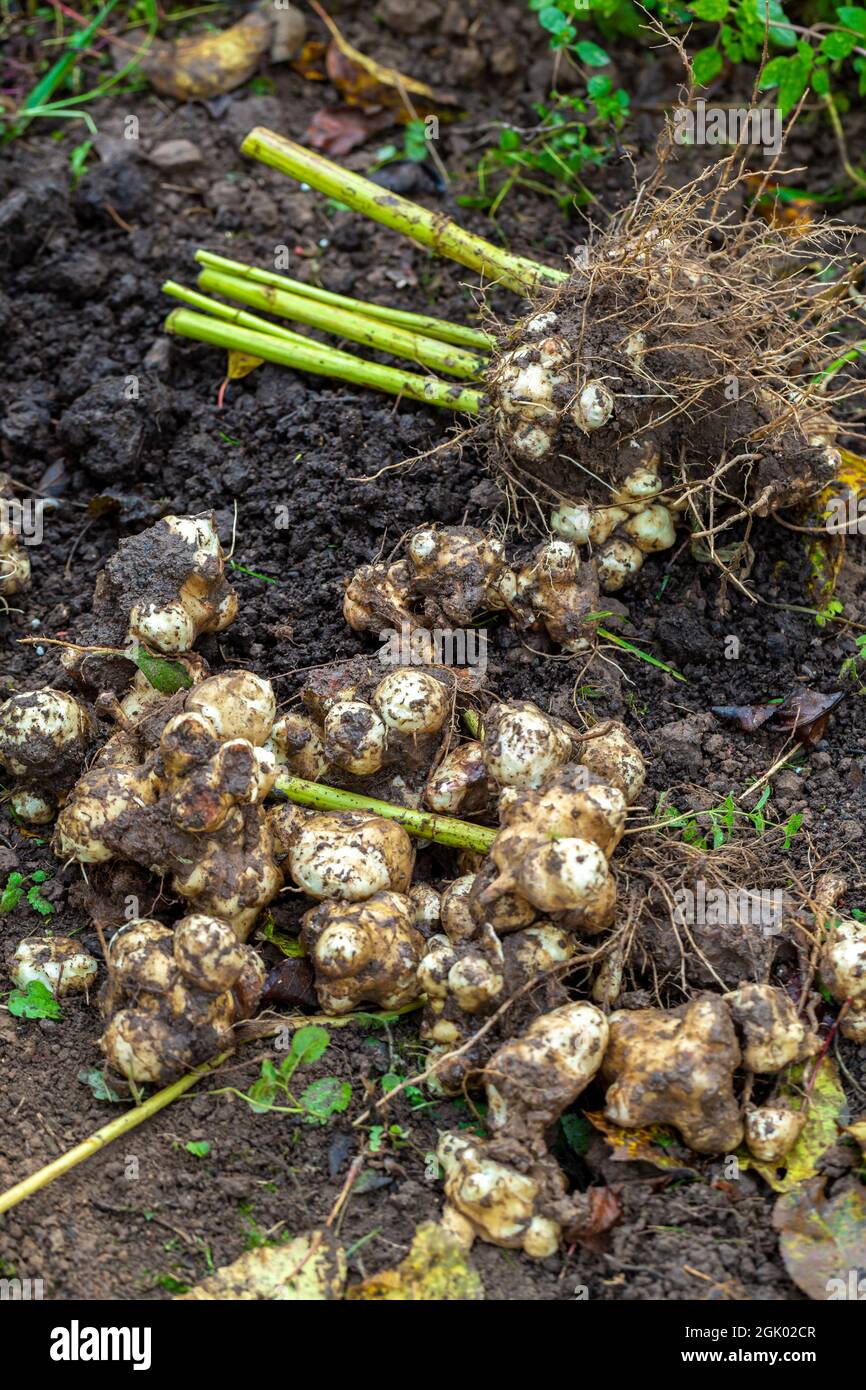 The Jerusalem artichoke harvest. Autumn organic vegetable garden Stock