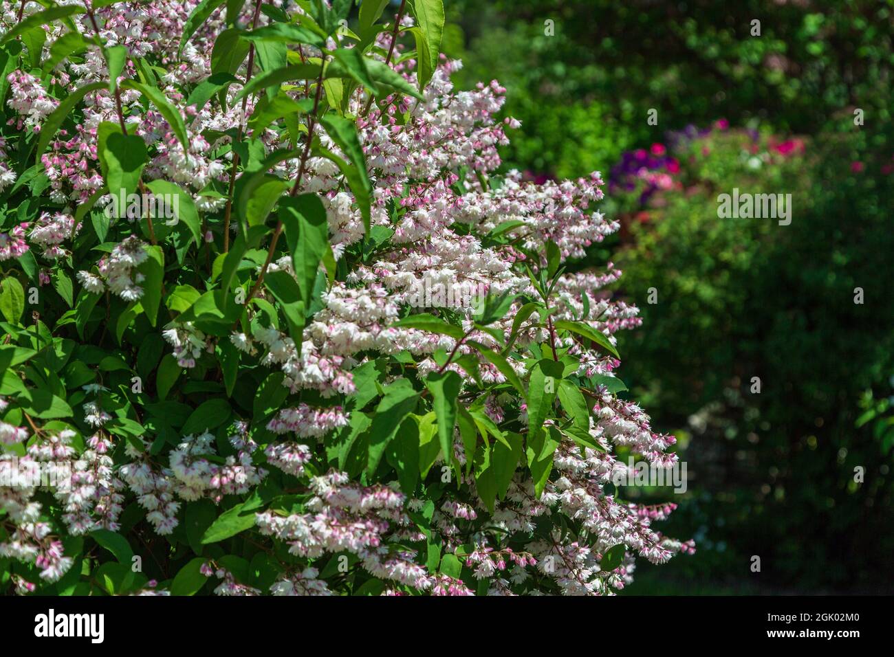 Shrub with beautiful white and pink full flowers Deutzia scabra flowering in spring Stock Photo