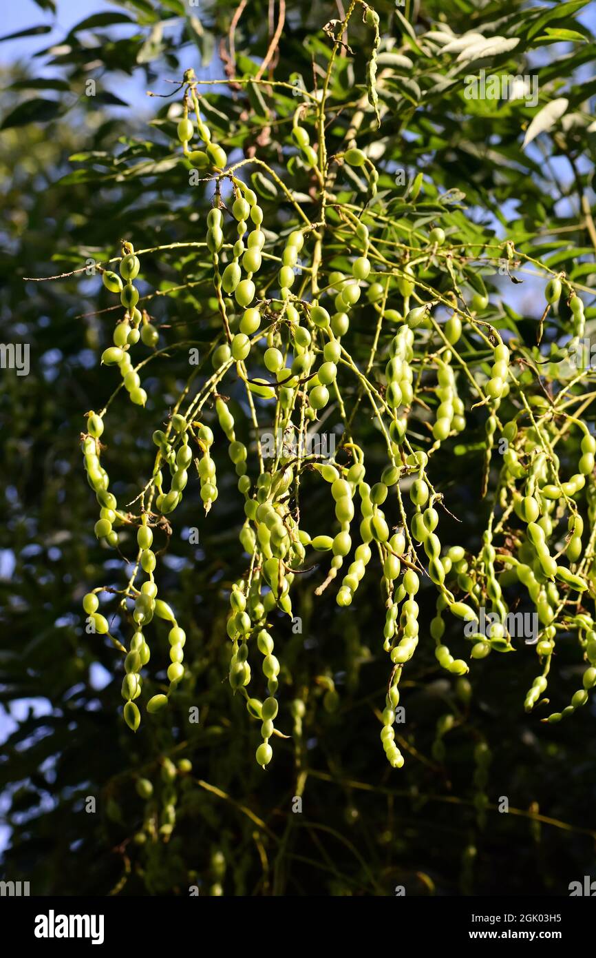 Japanese pagoda tree, Japanischer Schnurbaum, Styphnolobium japonicum, Sophora japonica, közönséges pagodafa, japánakác, Hungary, Magyarország, Europe Stock Photo