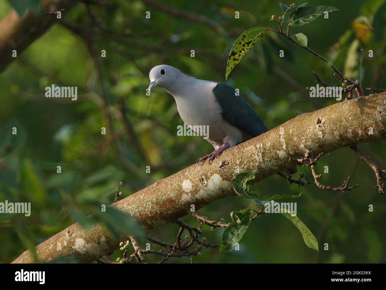 Green Imperial-pigeon (Ducula aenea pusilla) adult male perched on branch Sri Lanka                   December Stock Photo