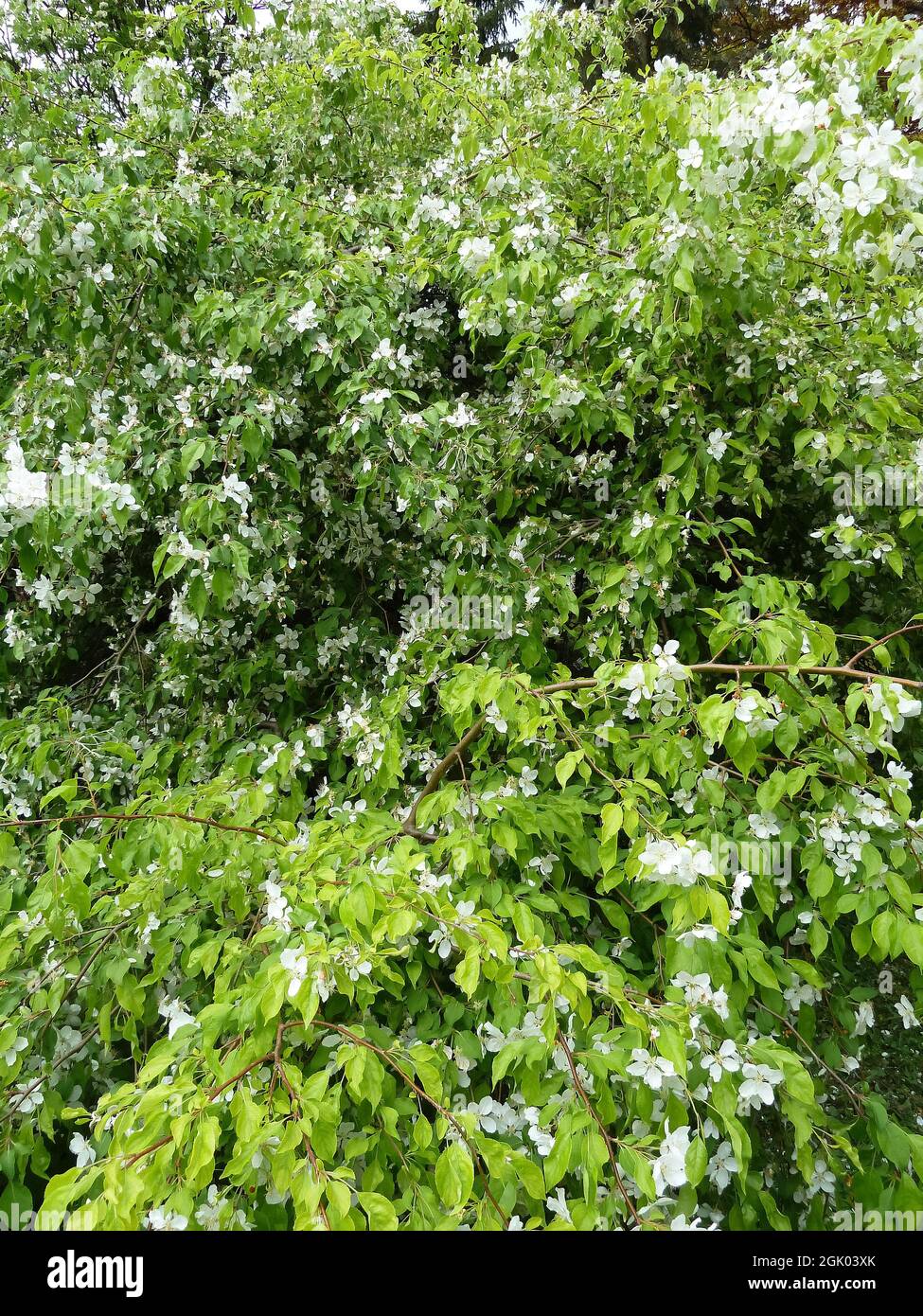 Crabapple, Crab Apple, Äpfel, Malus Red Jade, díszalma, Hungary, Magyarország, Europe Stock Photo