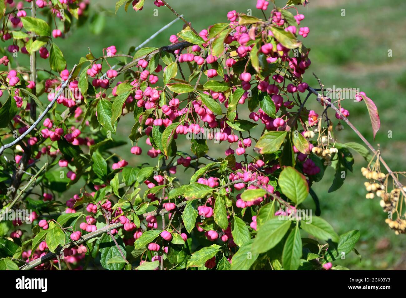 spindle, burningbush, strawberrybush, wahoo, wintercreeper