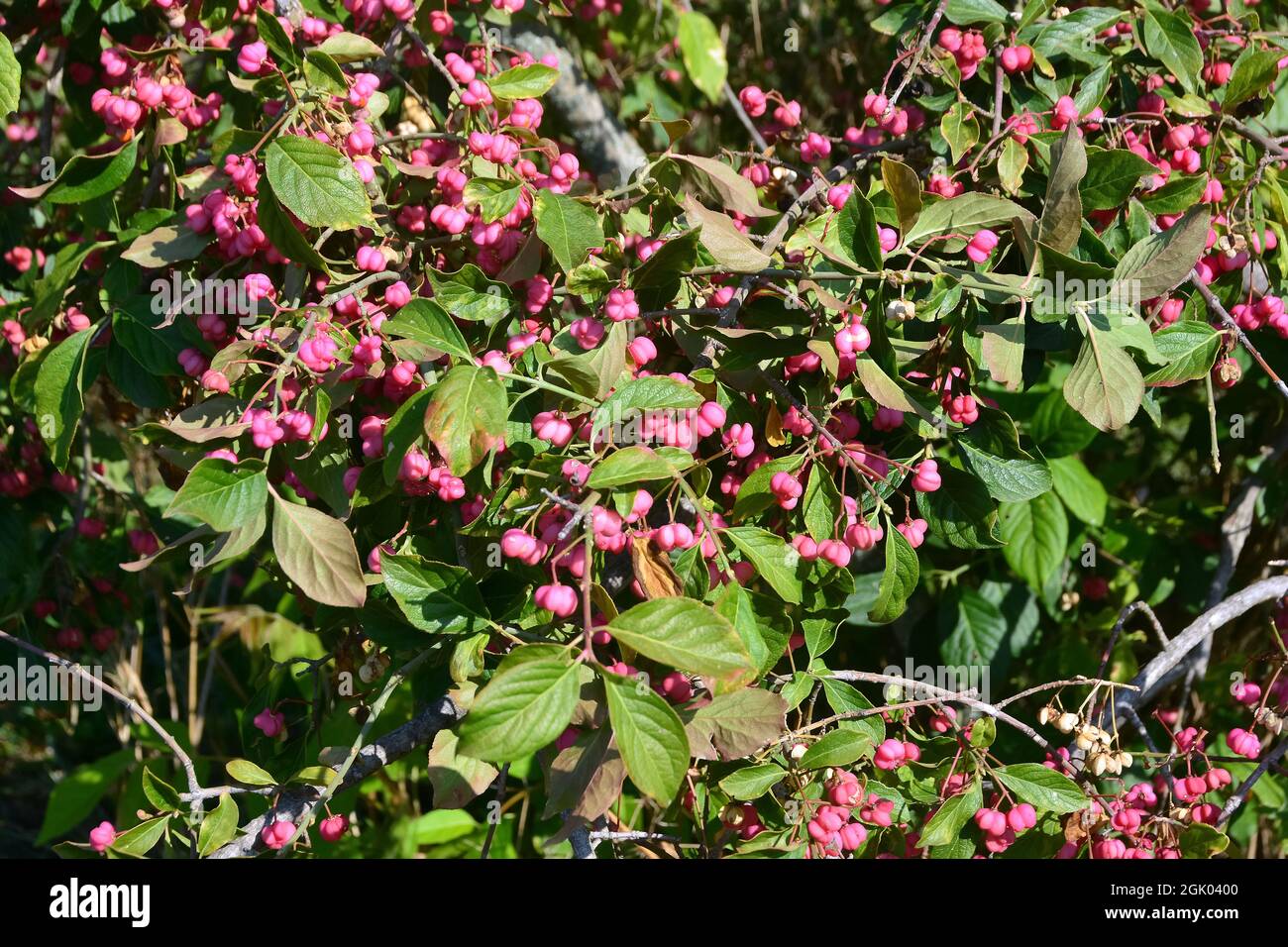 spindle, burningbush, strawberrybush, wahoo, wintercreeper