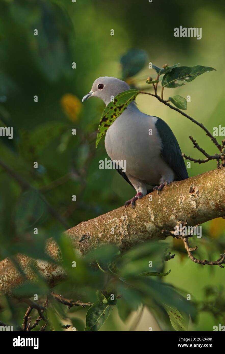 Green Imperial-pigeon (Ducula aenea pusilla) adult perched on branch Sri Lanka                   December Stock Photo