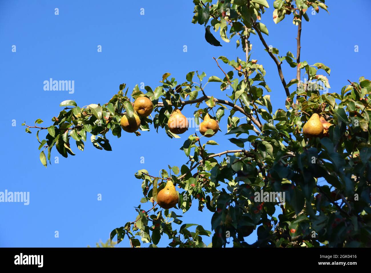 common pear, Kultur-Birne, Birnbaum, Pyrus communis, körte, Hungary, Magyarország, Europe Stock Photo