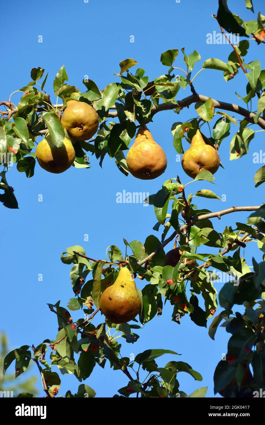 common pear, Kultur-Birne, Birnbaum, Pyrus communis, körte, Hungary, Magyarország, Europe Stock Photo