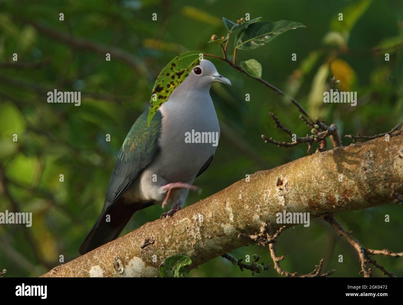 Green Imperial-pigeon (Ducula aenea pusilla) adult walking along branch Sri Lanka                   December Stock Photo