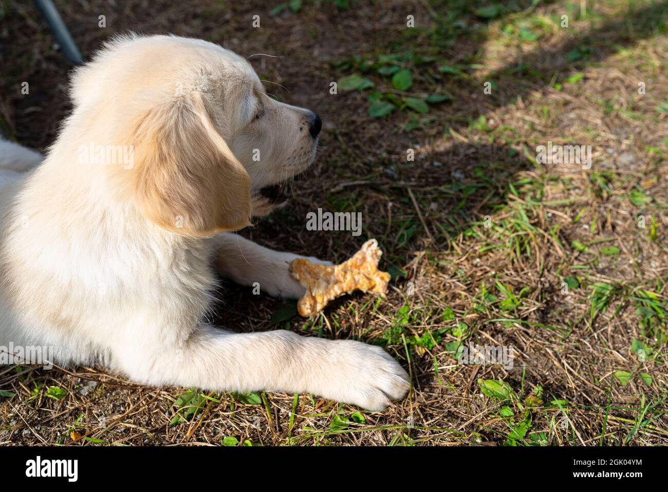 Chicken and golden retriever hi res stock photography and images Alamy