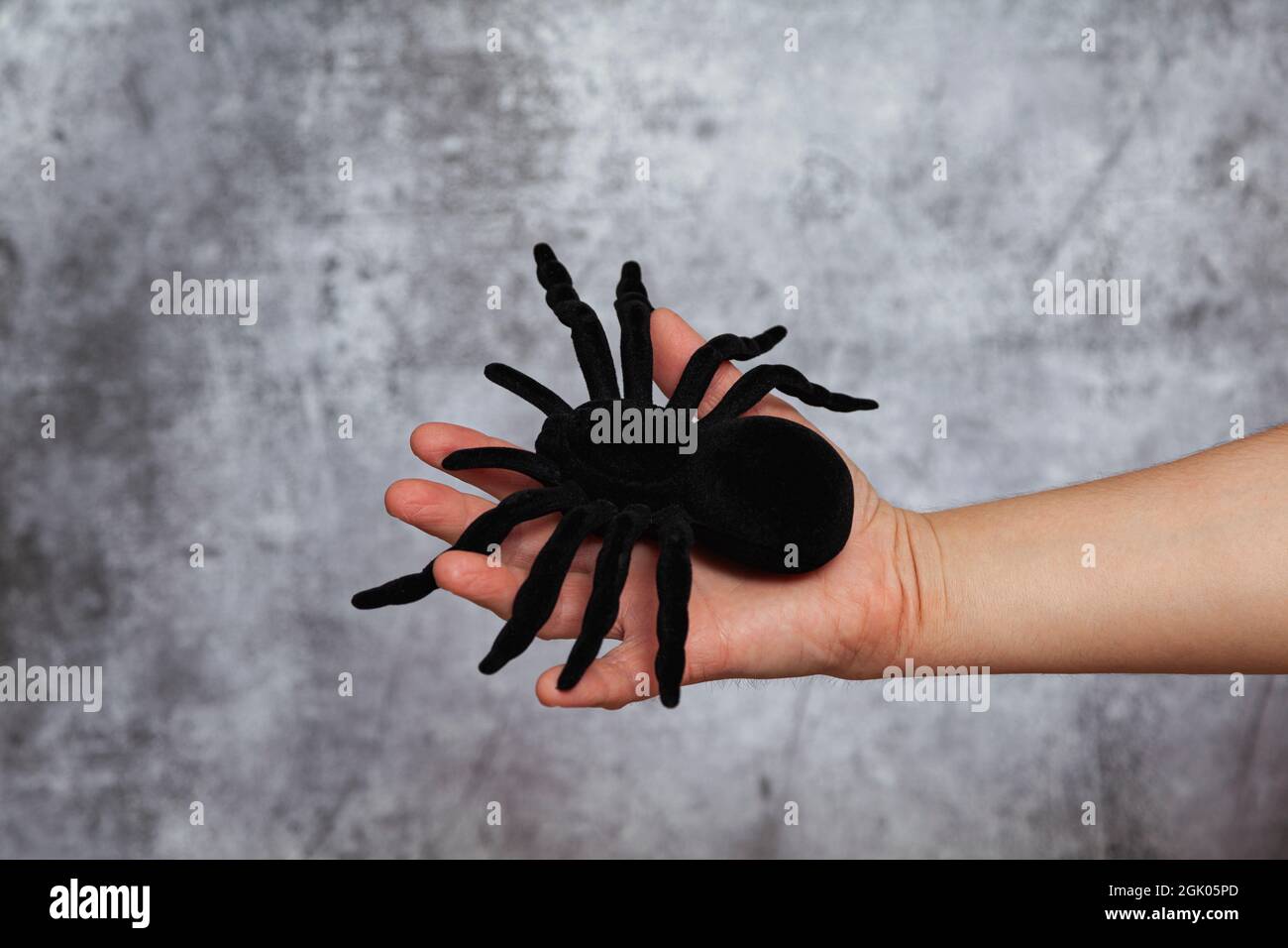 A man's right hand holding a large black toy spider on a textured gray background. Stock Photo