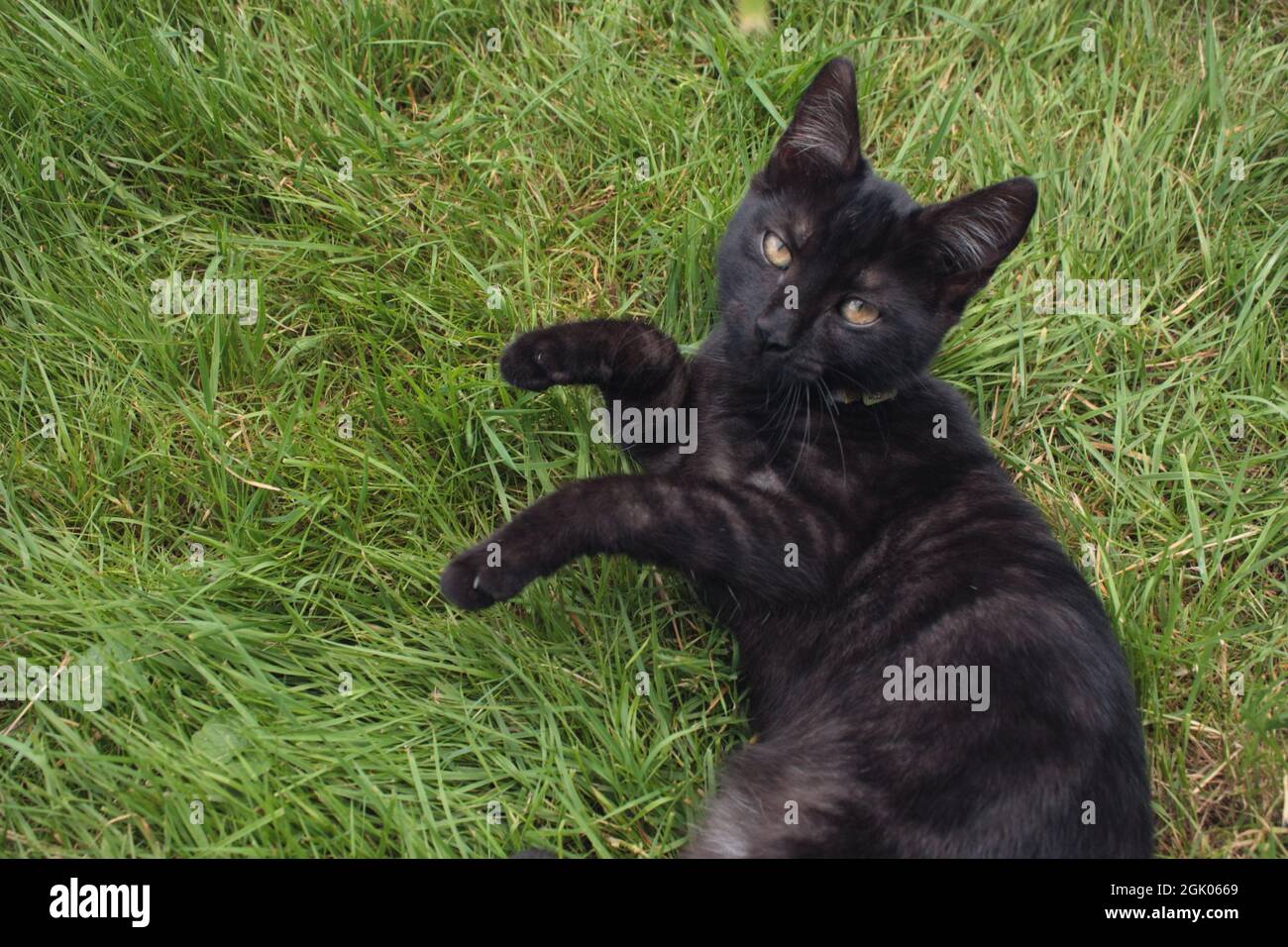 Fresh Look at Young Playful Black Cat In Green Grass Stock Photo