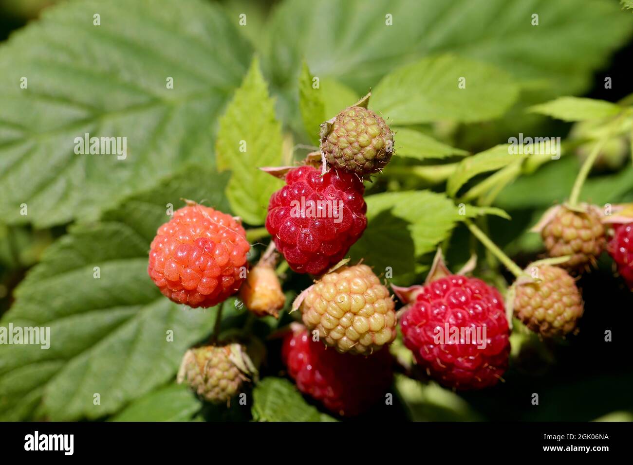 Himbeeren, branch of ripe raspberries in a garden Stock Photo