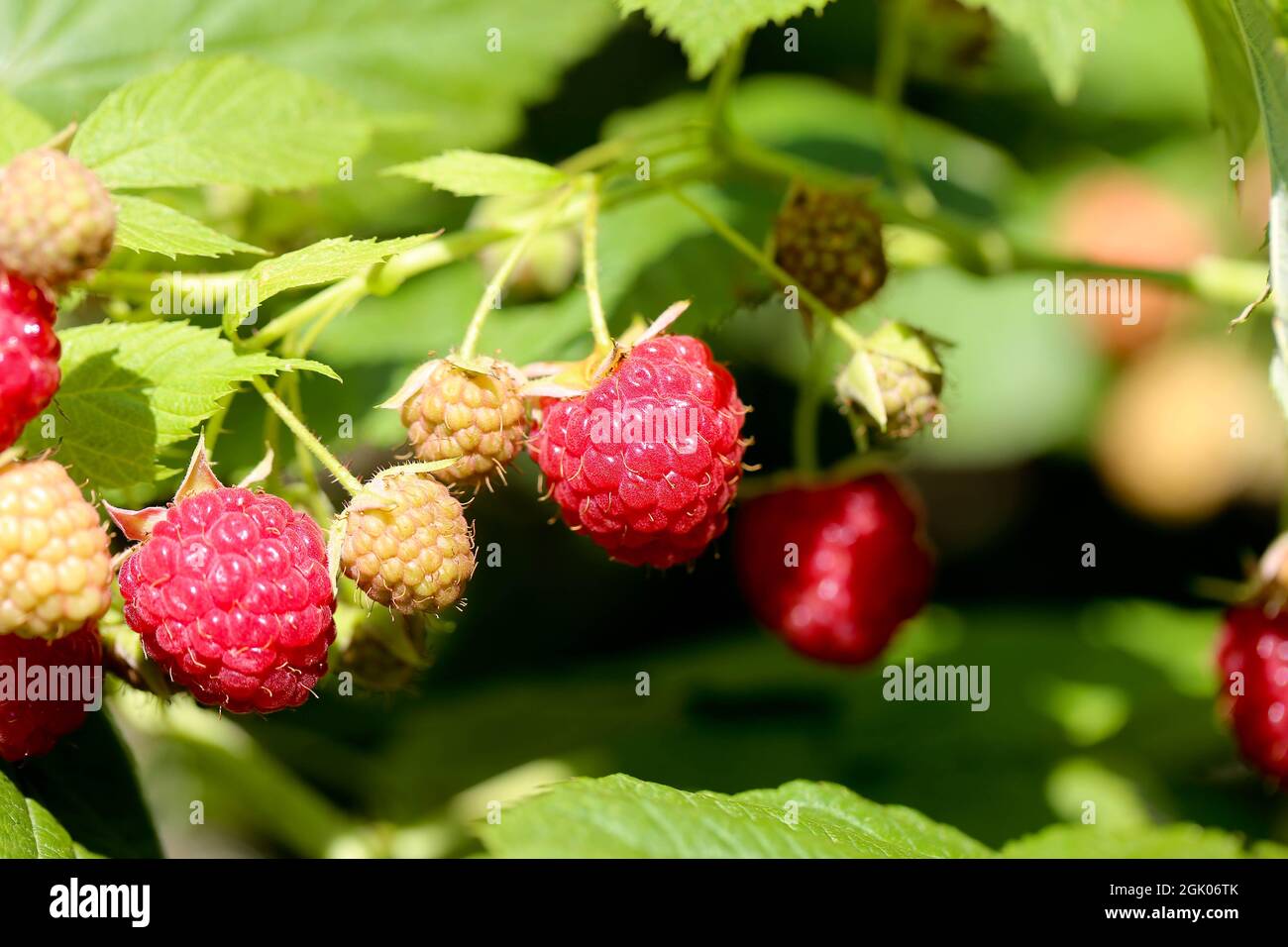 Himbeeren, branch of ripe raspberries in a garden Stock Photo