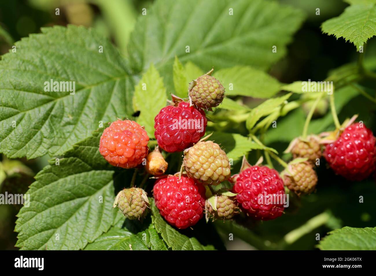 Himbeeren, branch of ripe raspberries in a garden Stock Photo