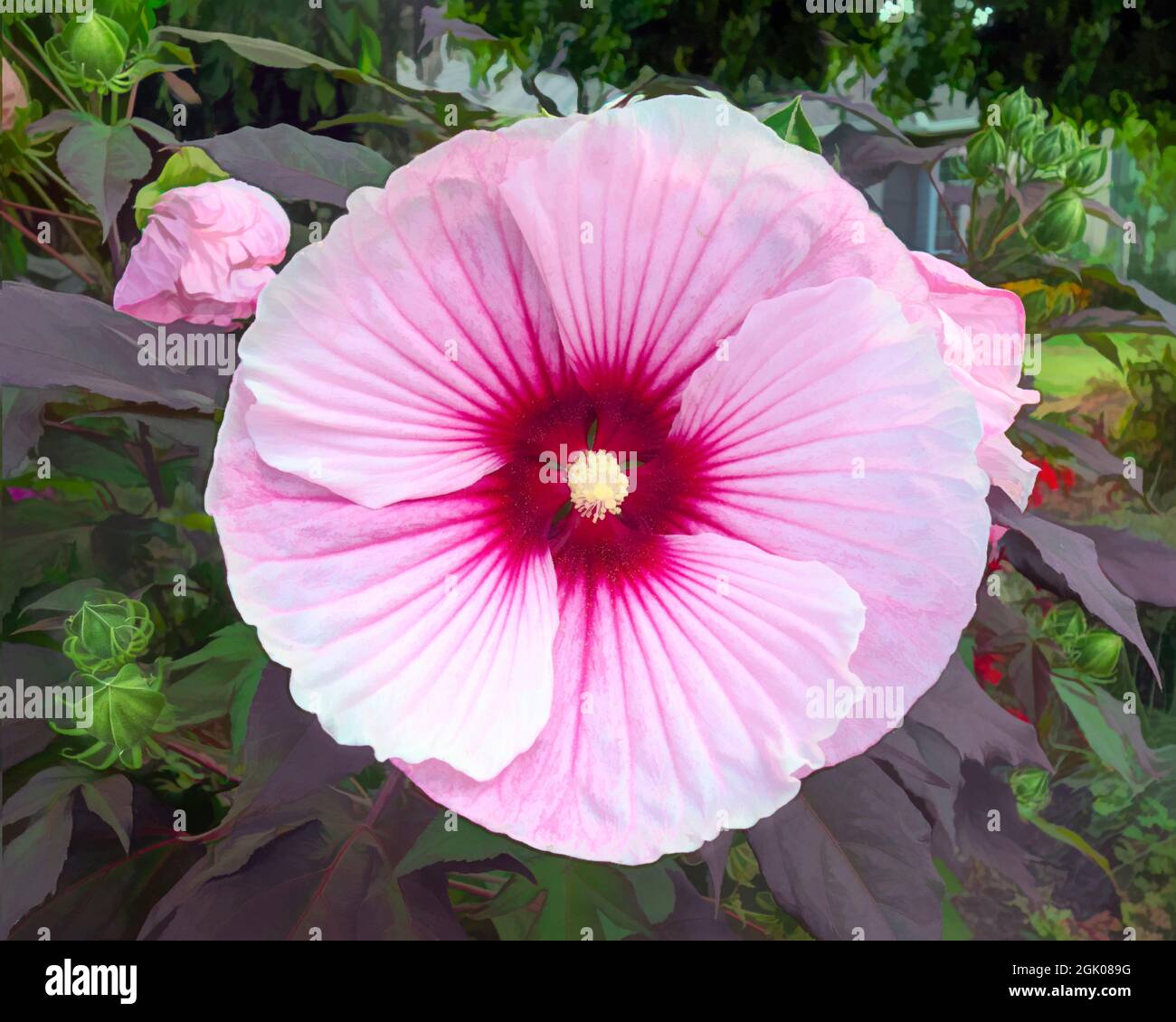Hibiscus plant in full bloom with buds Stock Photo Alamy