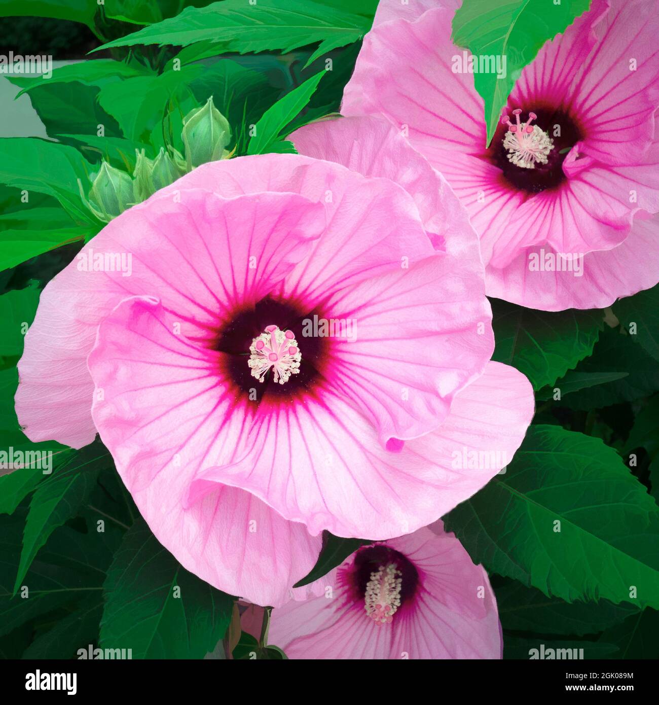 Pink hibiscus flowers with leaves and buds Stock Photo Alamy