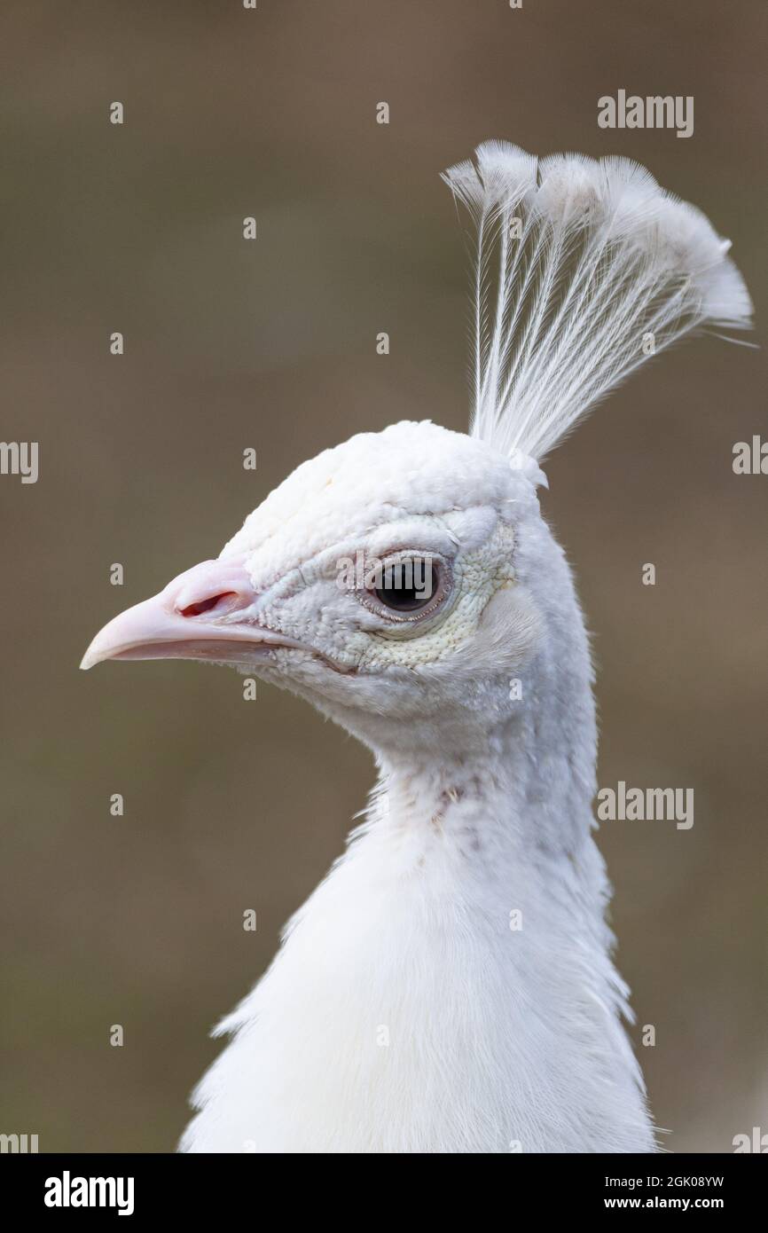 Portrait of a white peacock. Stock Photo