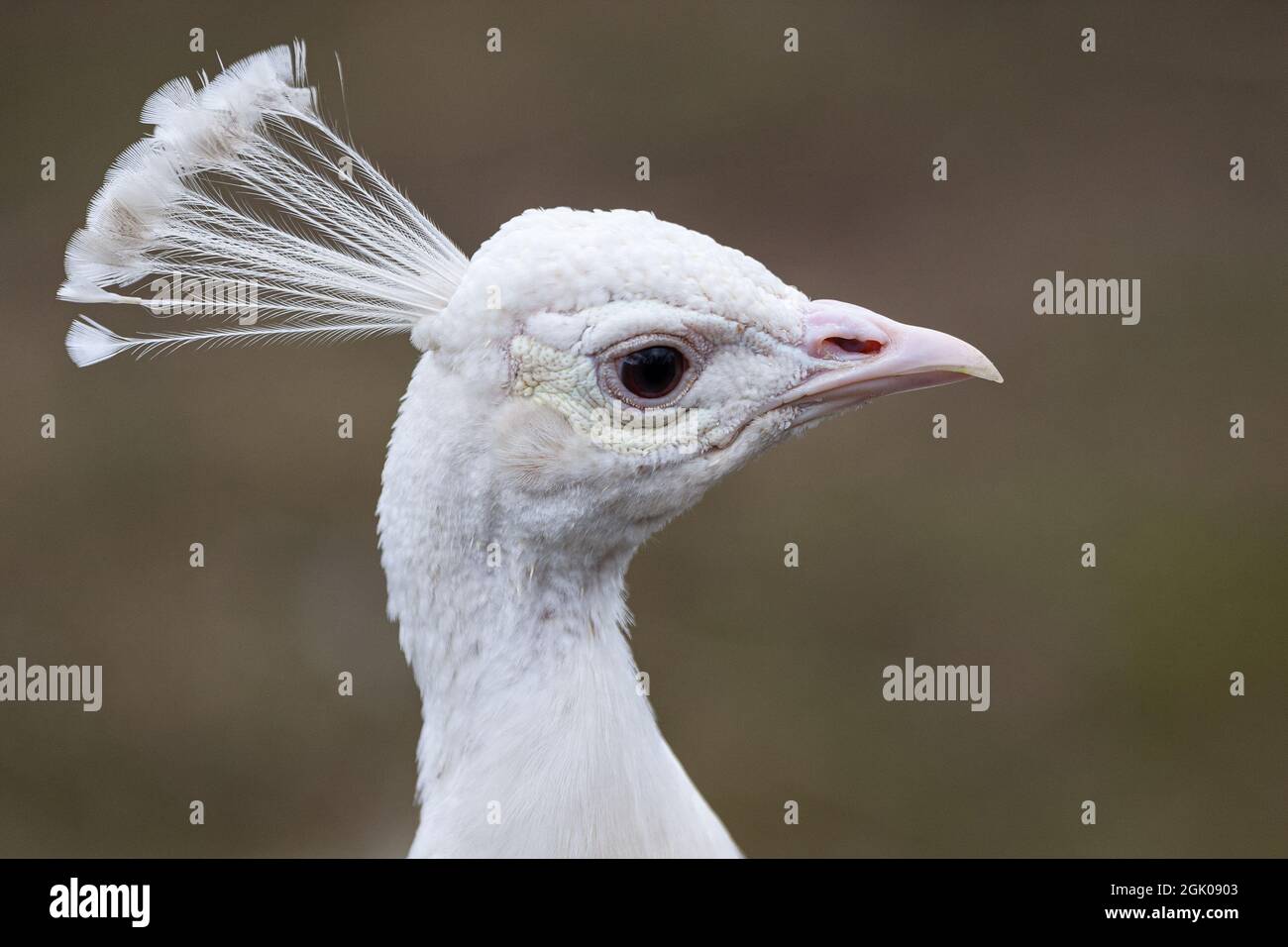 Portrait of a white peacock. Stock Photo