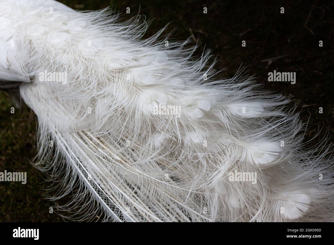 White feathers decorate the magnificent temple of a white peacock. Stock Photo