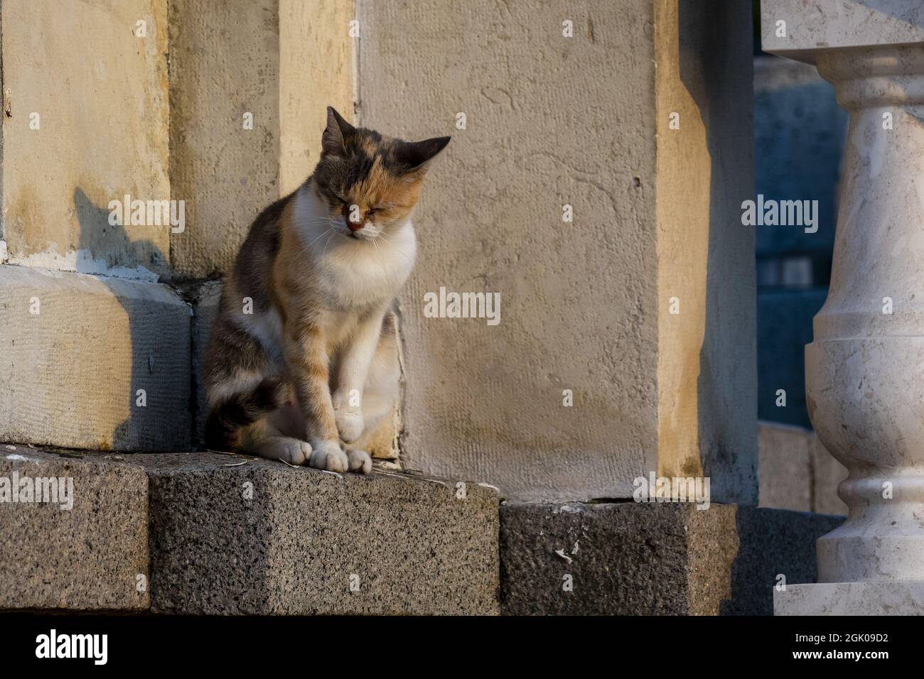 A closeup of a small furry multi-color cat sitting in the corner of walls Stock Photo