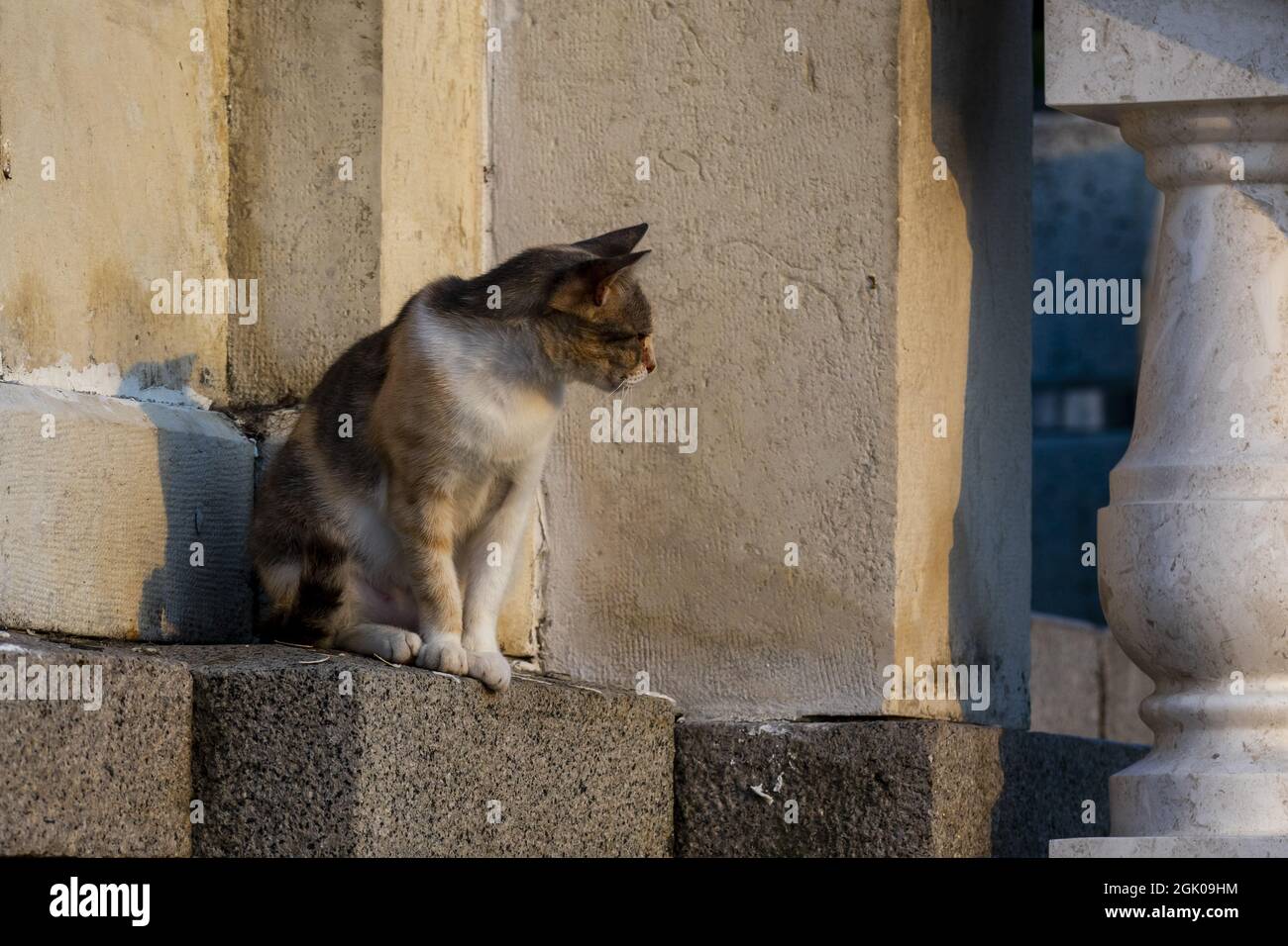 A closeup of a small furry multi-color cat sitting in the corner of walls Stock Photo