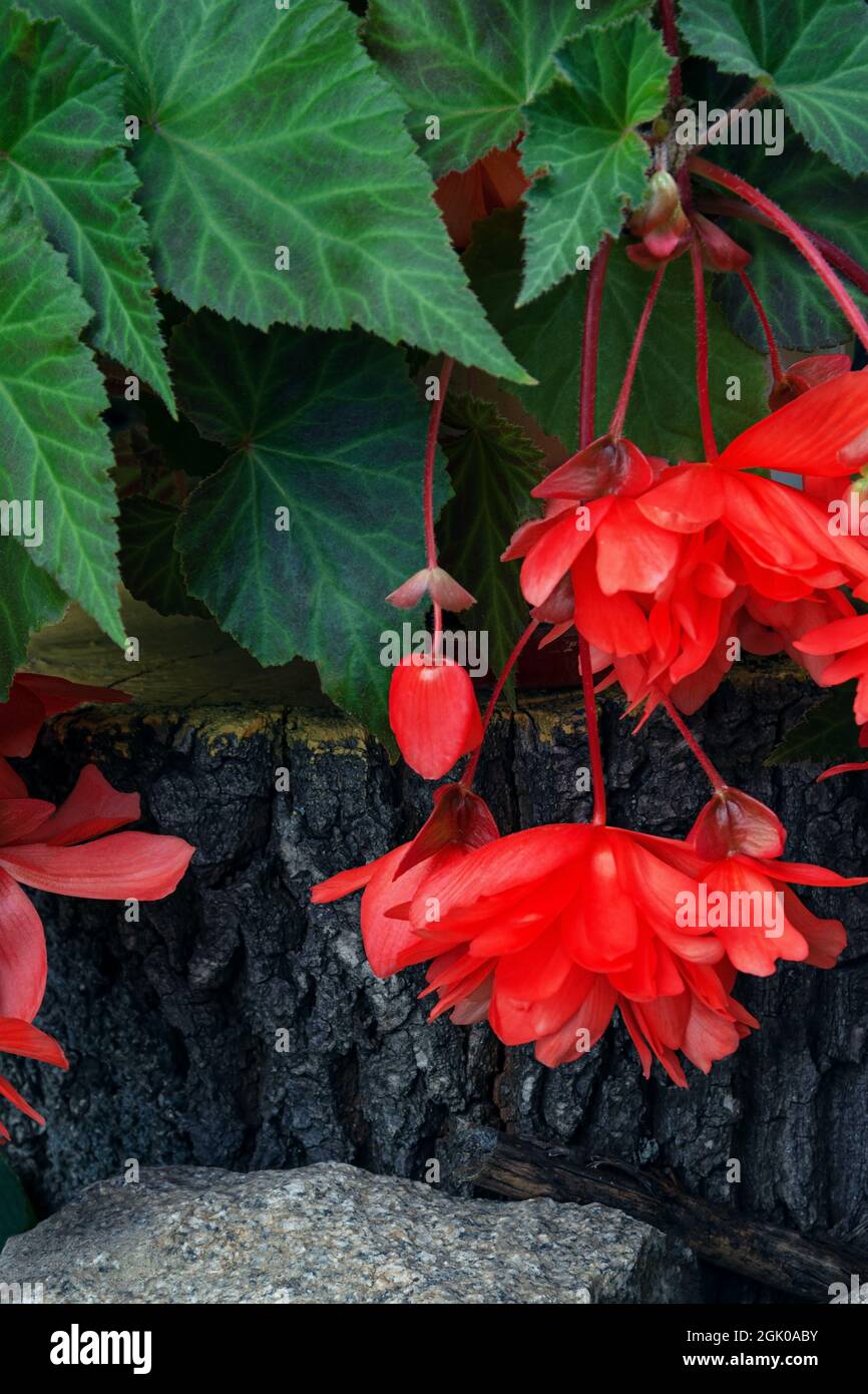 A beautiful coral begonia flower stands on a stump and a rubble stone in the foreground. High quality photo Stock Photo