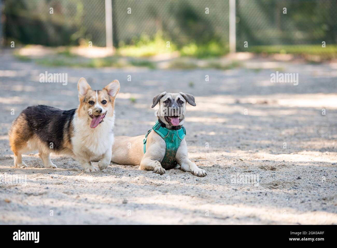 A one-year-old corgi puppy and a six-month-old mixed breed puppy stop to catch their breath while playing at the dog park in Arlington, Virginia. Thei Stock Photo