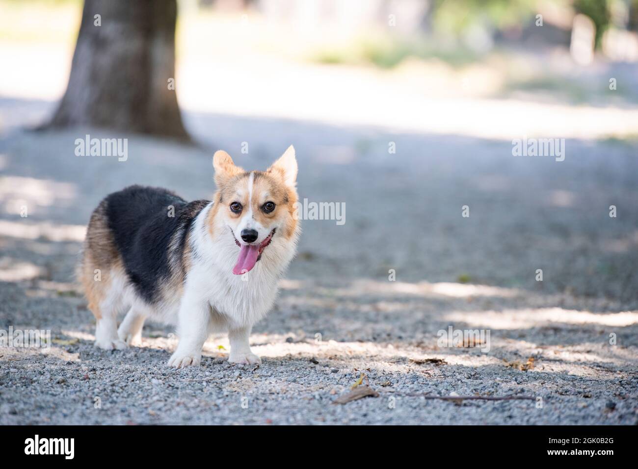A one-year-old corgi puppy stops to catch his breath from playing at the dog park in Arlington, Virginia. His tongue is out and he appears to be smili Stock Photo